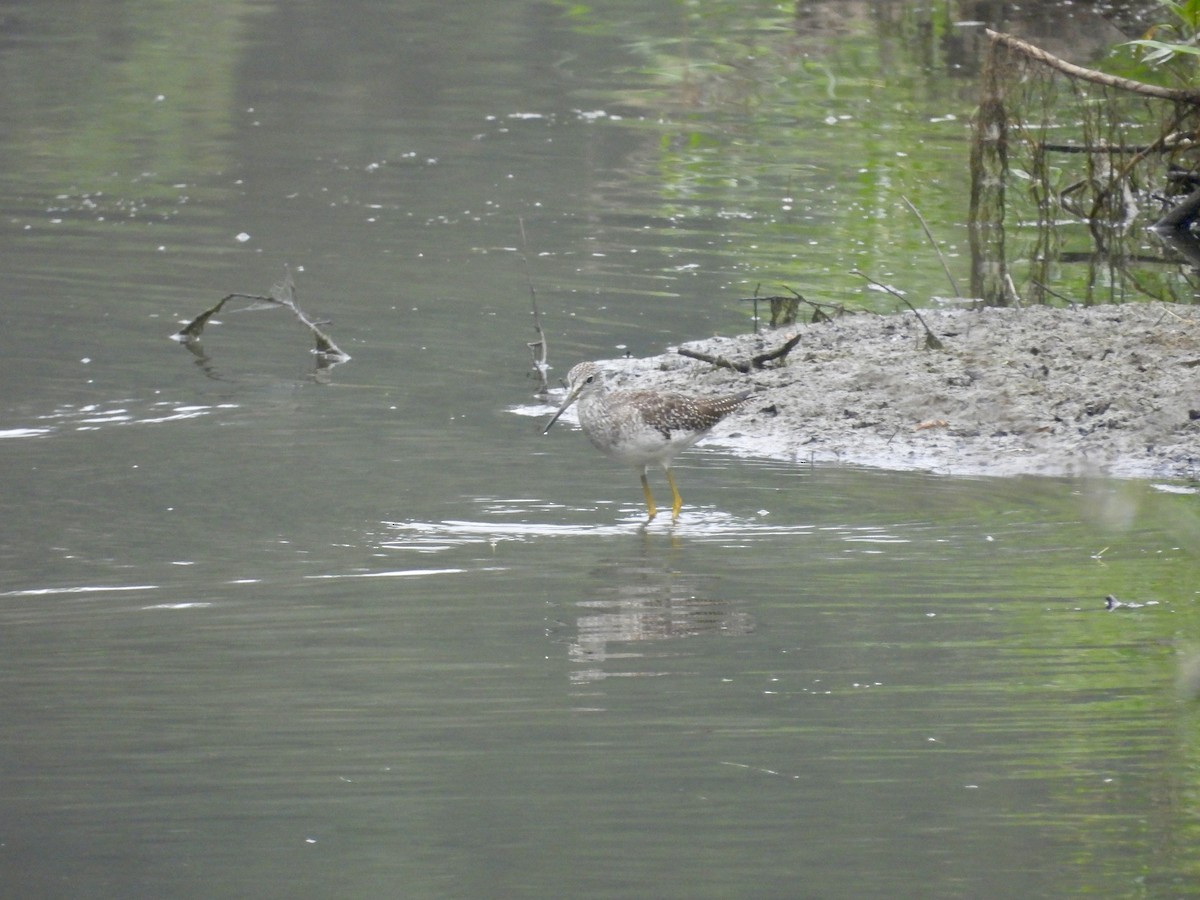 Greater Yellowlegs - ML622855010