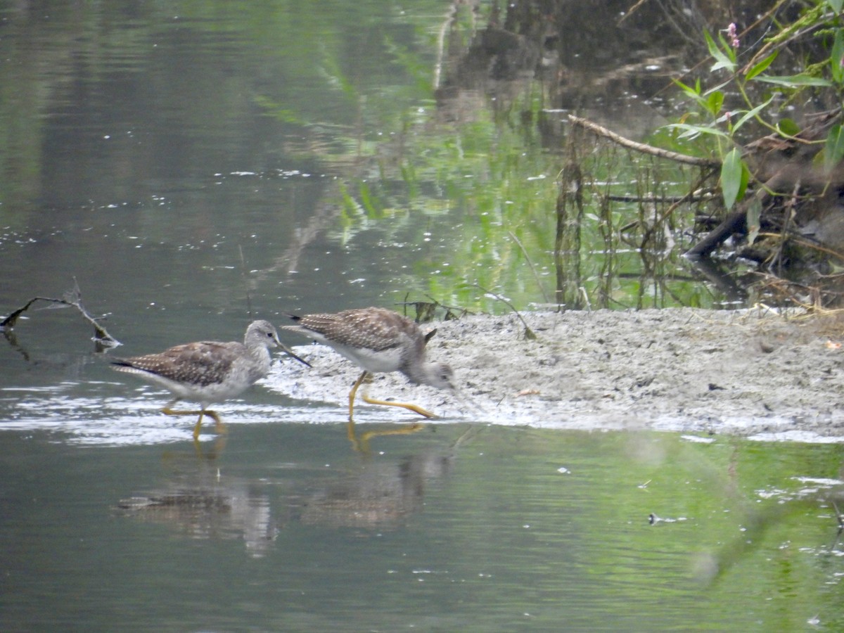 Greater Yellowlegs - ML622855011