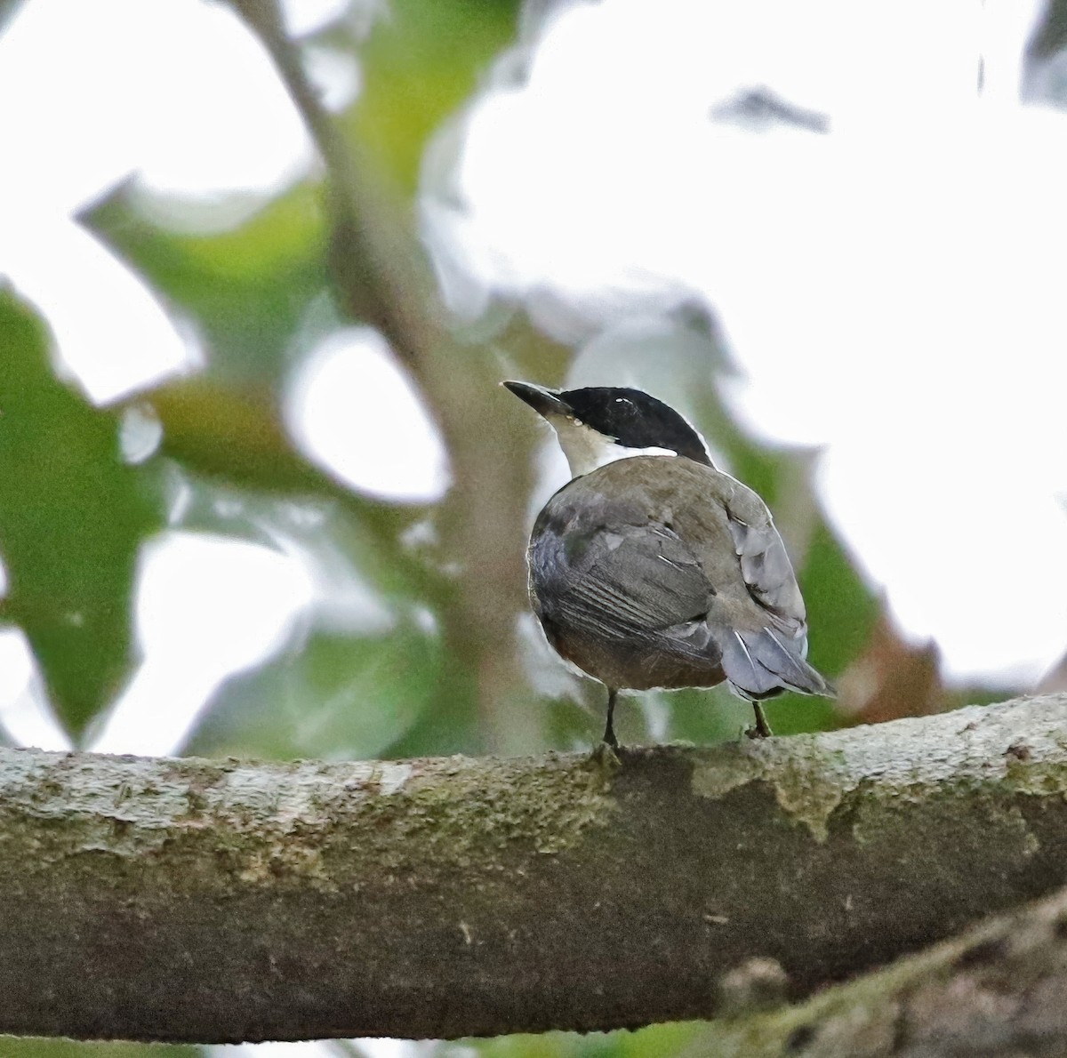 Flame-crowned Manakin - ML622855078