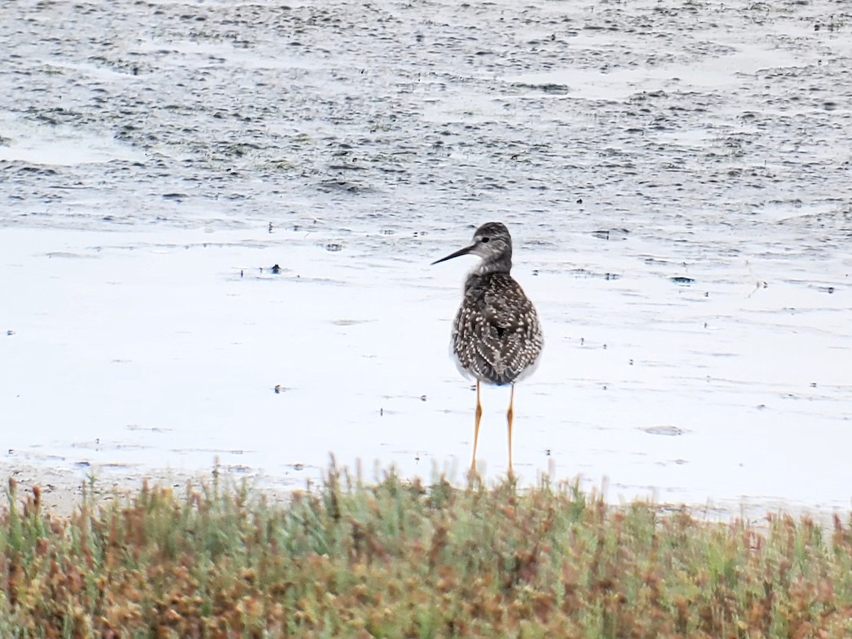 Lesser Yellowlegs - ML622855088