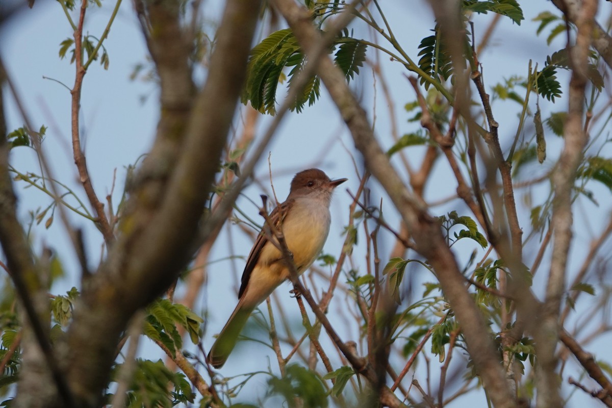 Swainson's Flycatcher - ML622855091