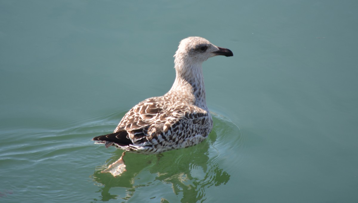 Great Black-backed Gull - ML622855098