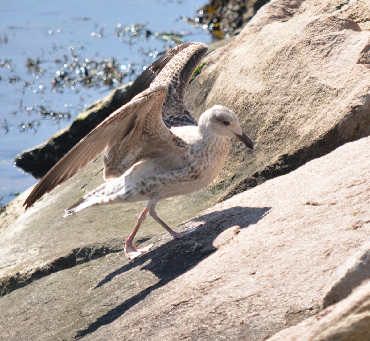 Great Black-backed Gull - ML622855100