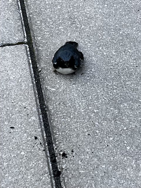 Black-throated Blue Warbler - ML622855184