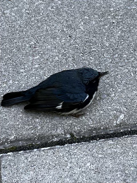 Black-throated Blue Warbler - ML622855192