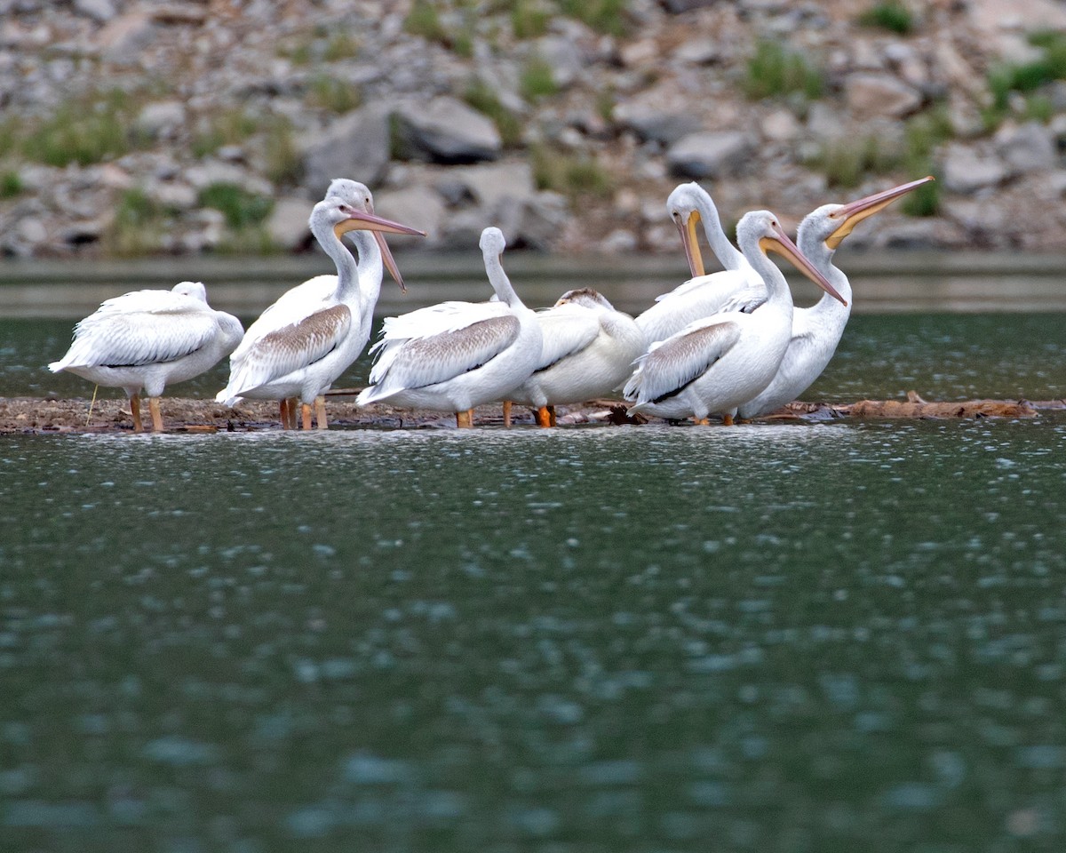 American White Pelican - ML622855194