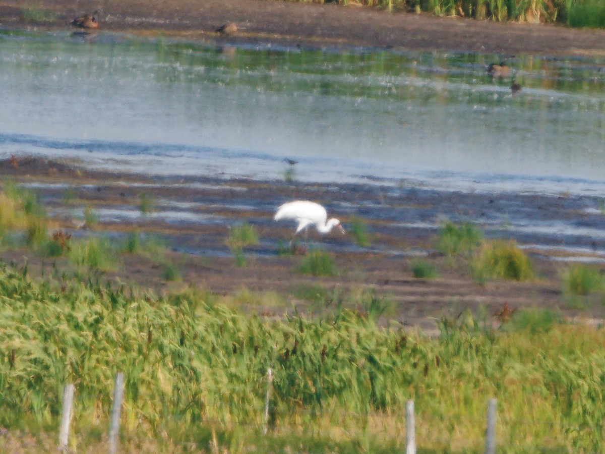 Whooping Crane - ML622855222