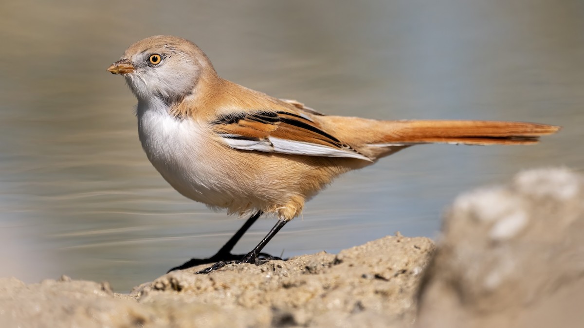 Bearded Reedling - Lutfi ALTUNSU