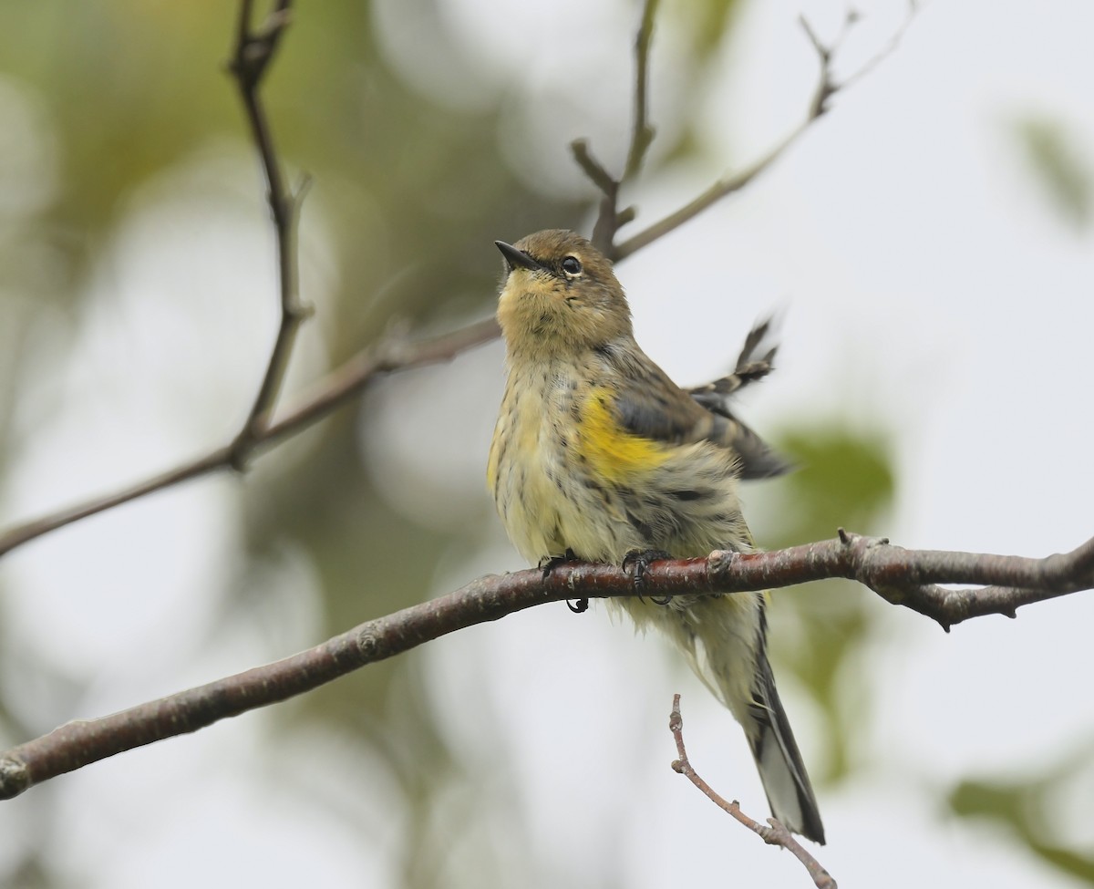 Yellow-rumped Warbler - Denise  McIsaac