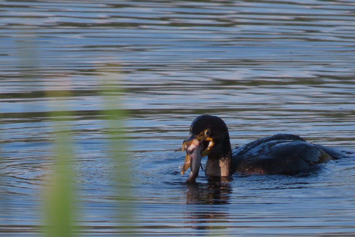 Double-crested Cormorant - Rebecca Giroux