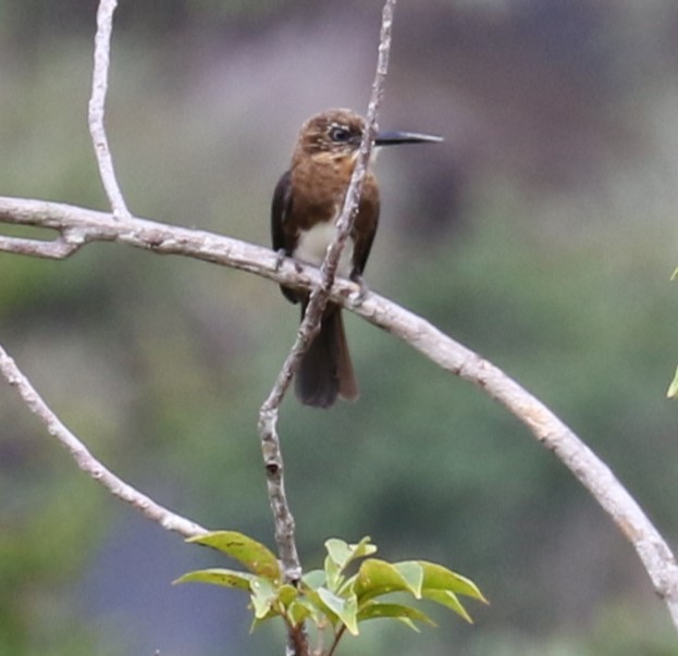 Brown Jacamar - ML622855370