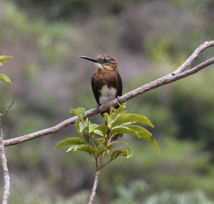 Brown Jacamar - ML622855371