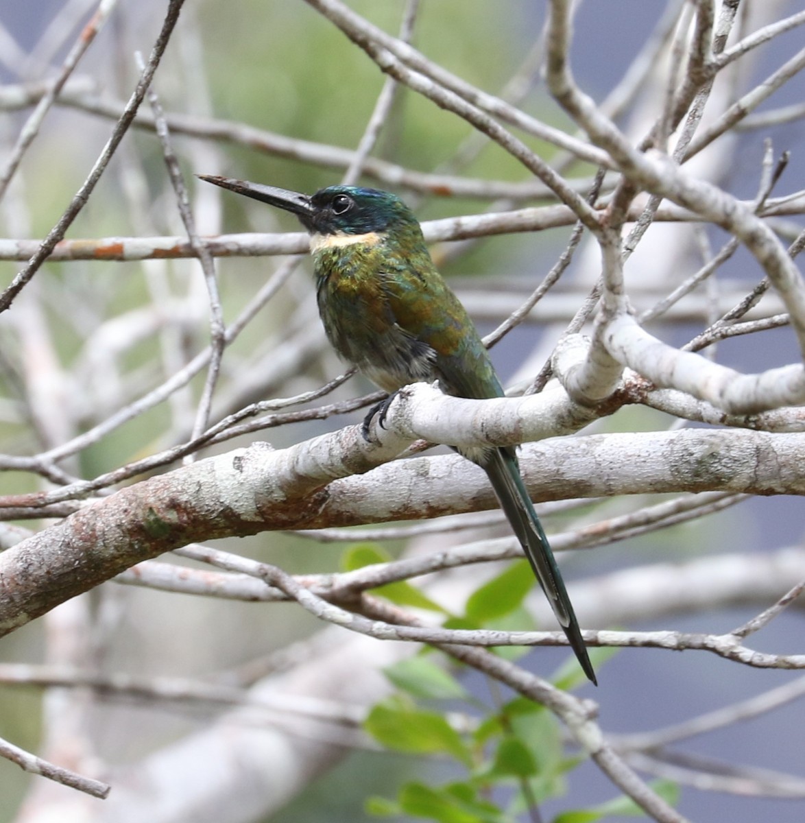 Bronzy Jacamar - ML622855381