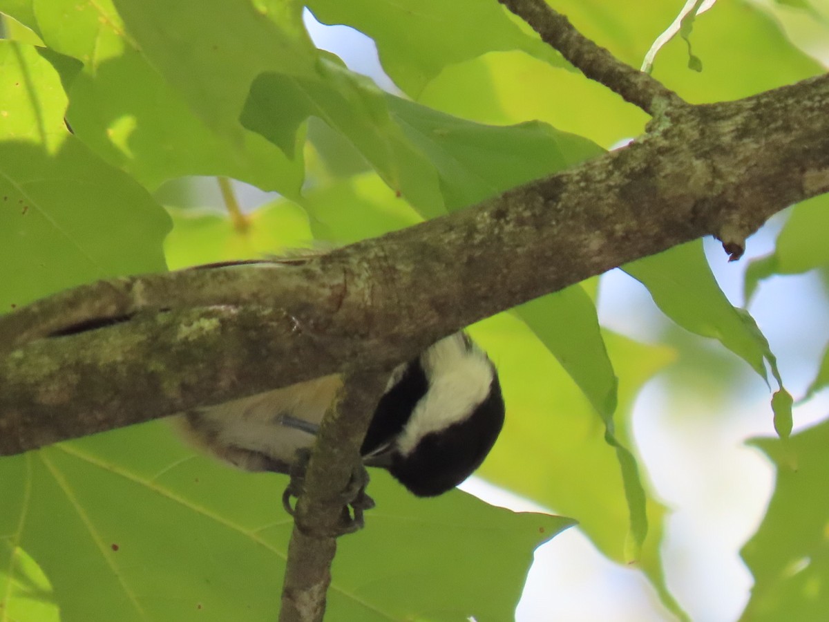 Black-capped Chickadee - ML622855406