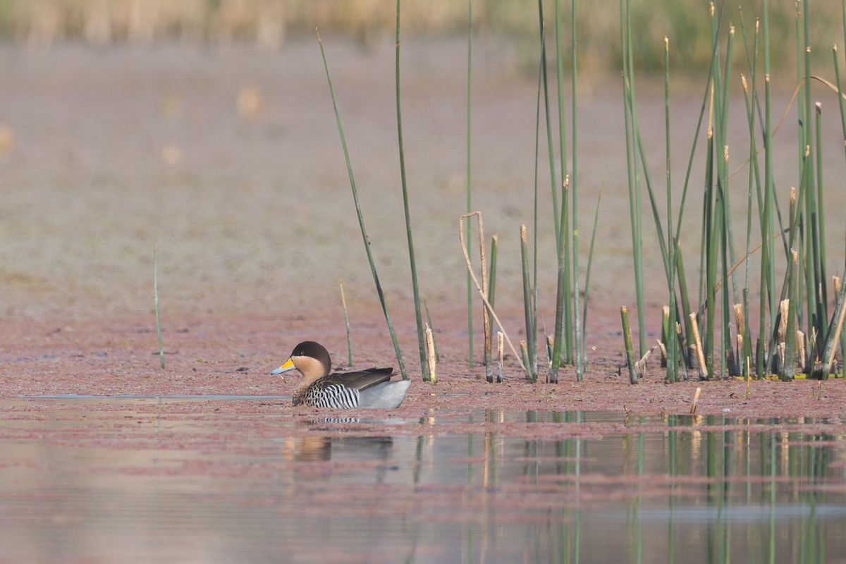 Silver Teal - Nicolas Mazzini