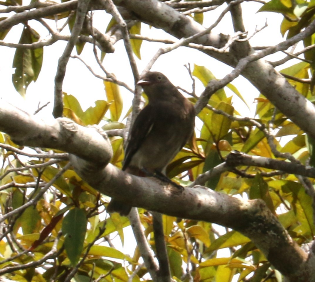 Pompadour Cotinga - ML622855414