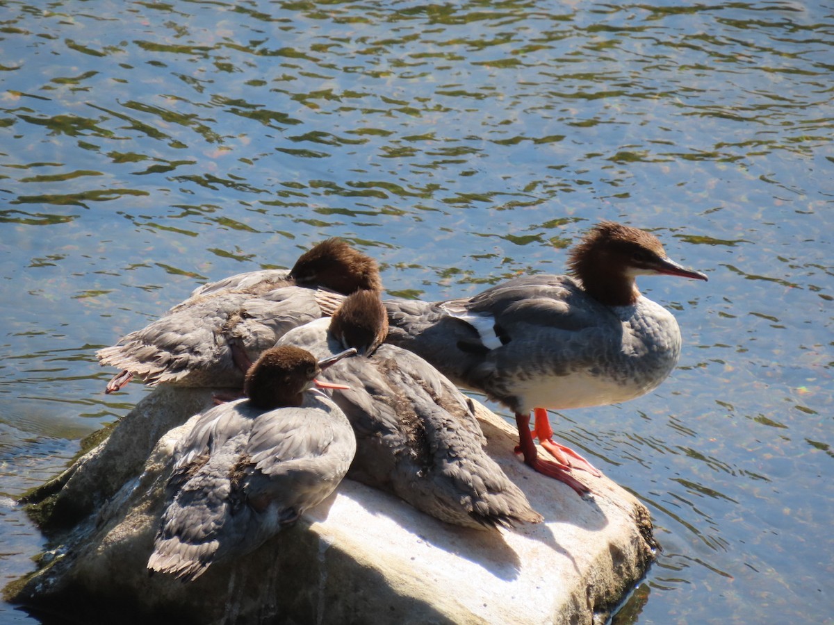 Common Merganser - ML622855433