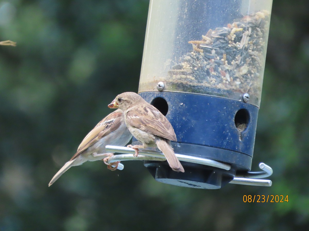 House Sparrow - Susan Leake