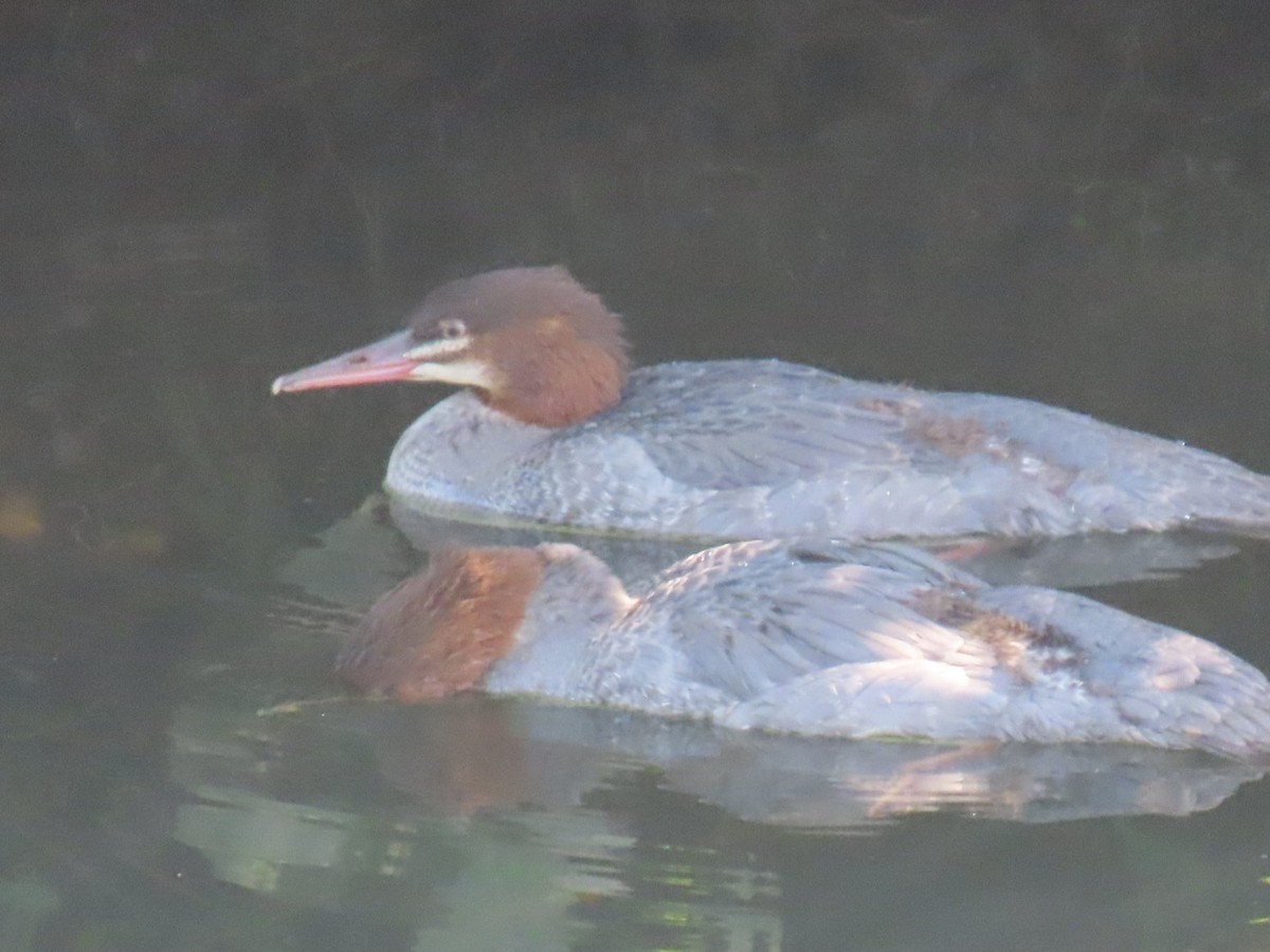 Common Merganser - ML622855536