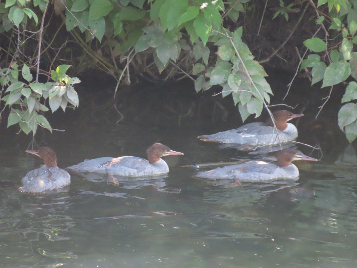 Common Merganser - ML622855537