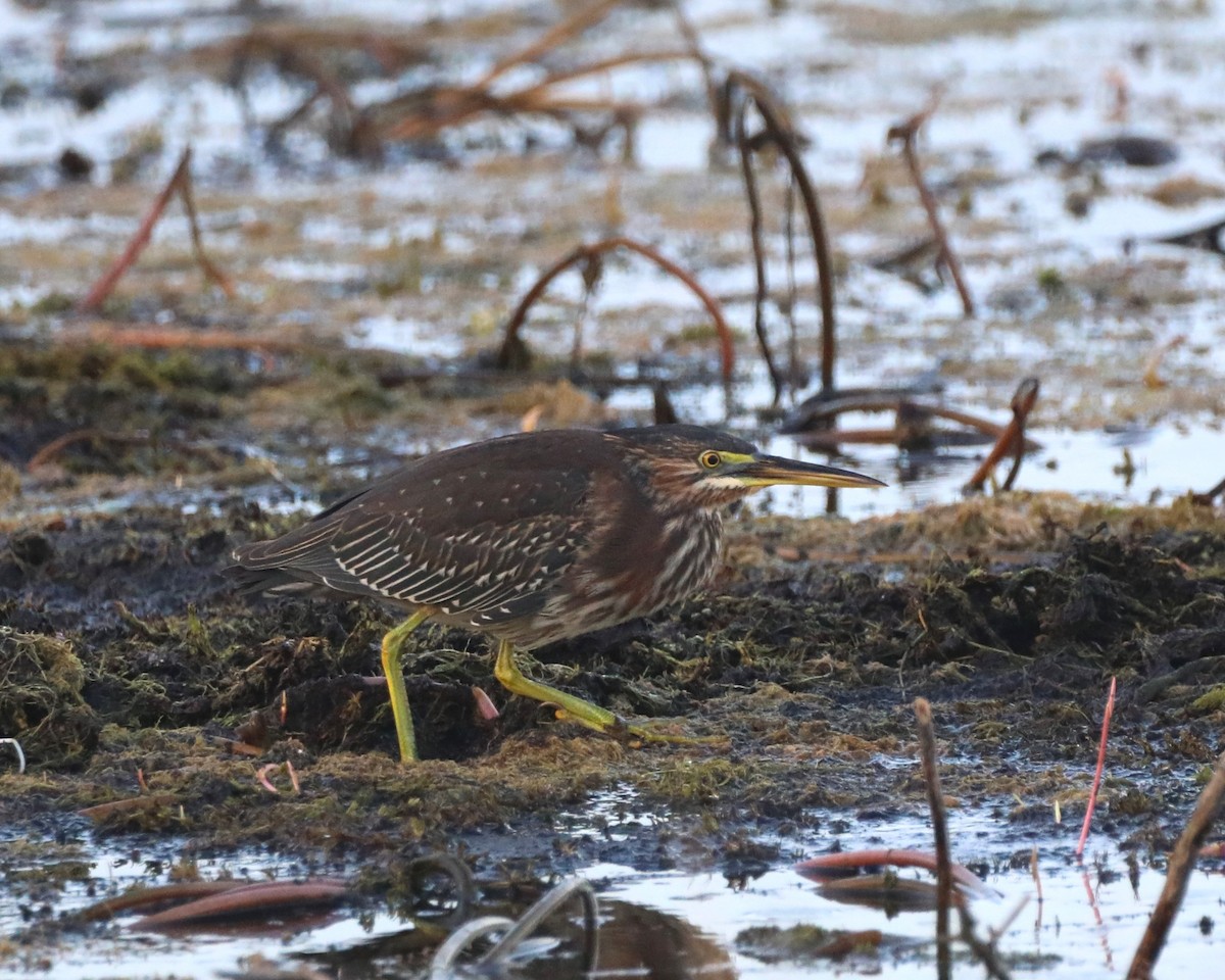 Green Heron - ML622855545