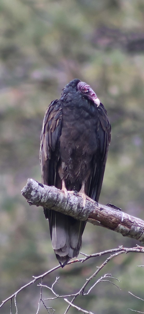 Turkey Vulture - ML622855616