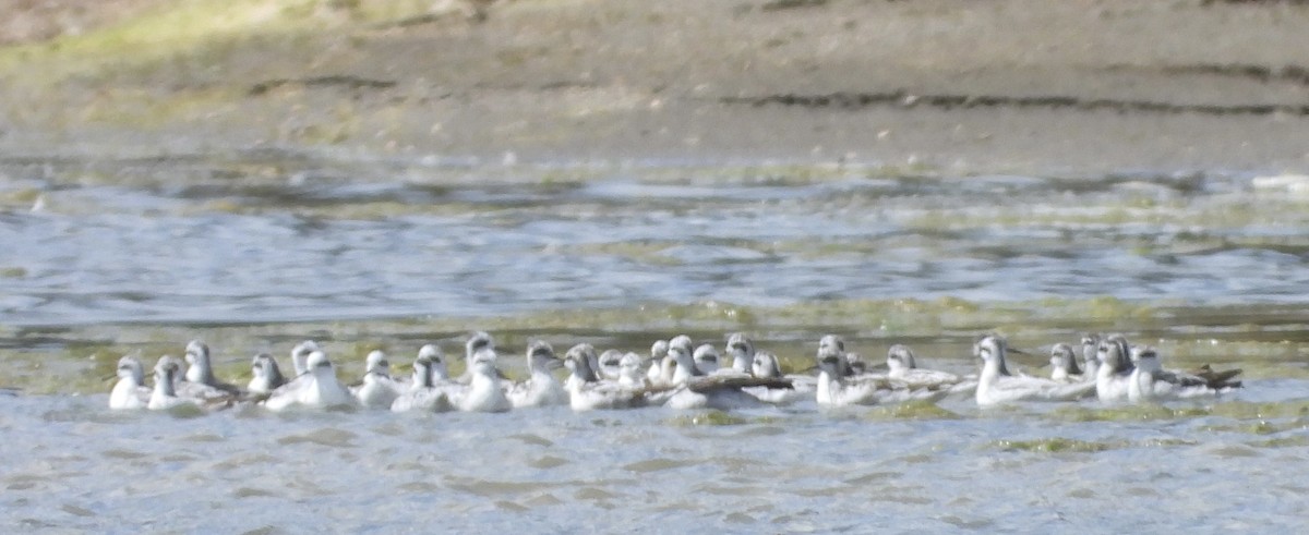 Phalarope à bec étroit - ML622855734