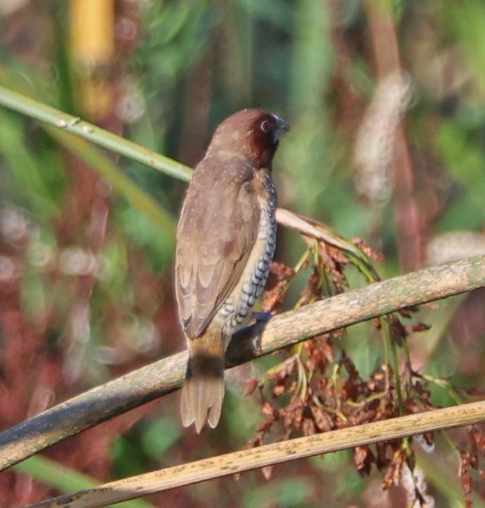 Scaly-breasted Munia - Diane Etchison