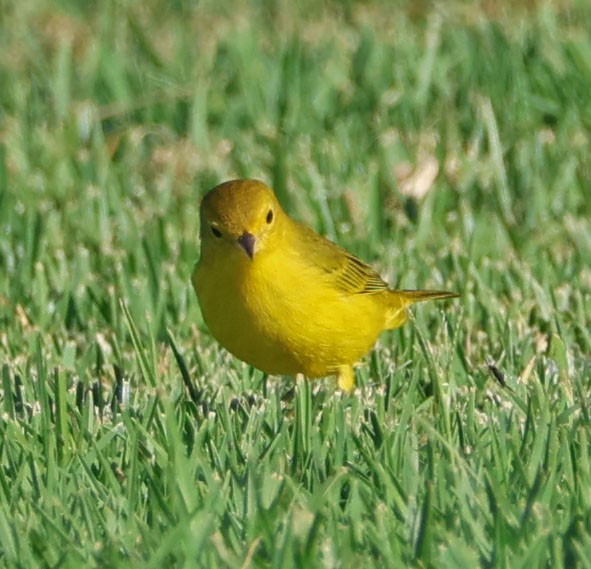 Yellow Warbler - Diane Etchison