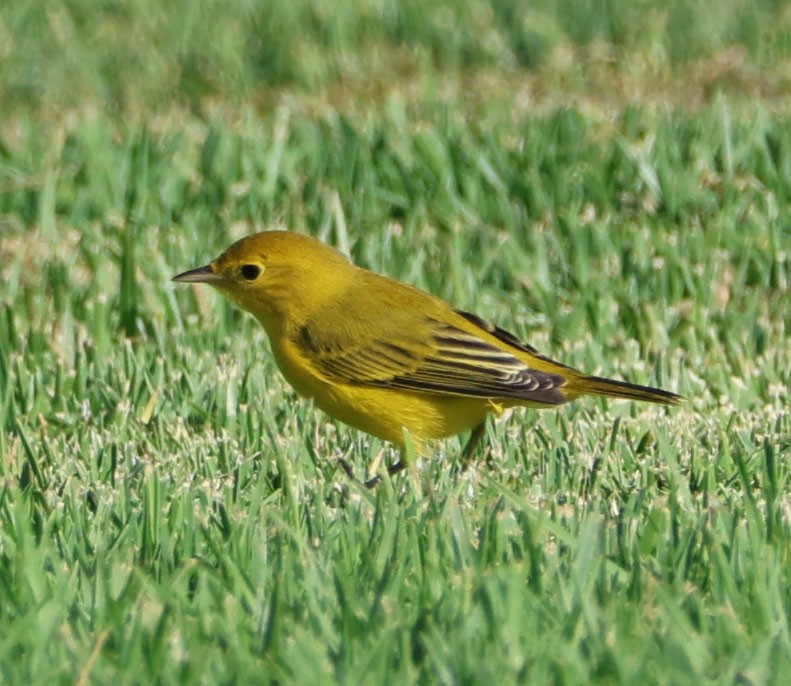 Yellow Warbler - Diane Etchison