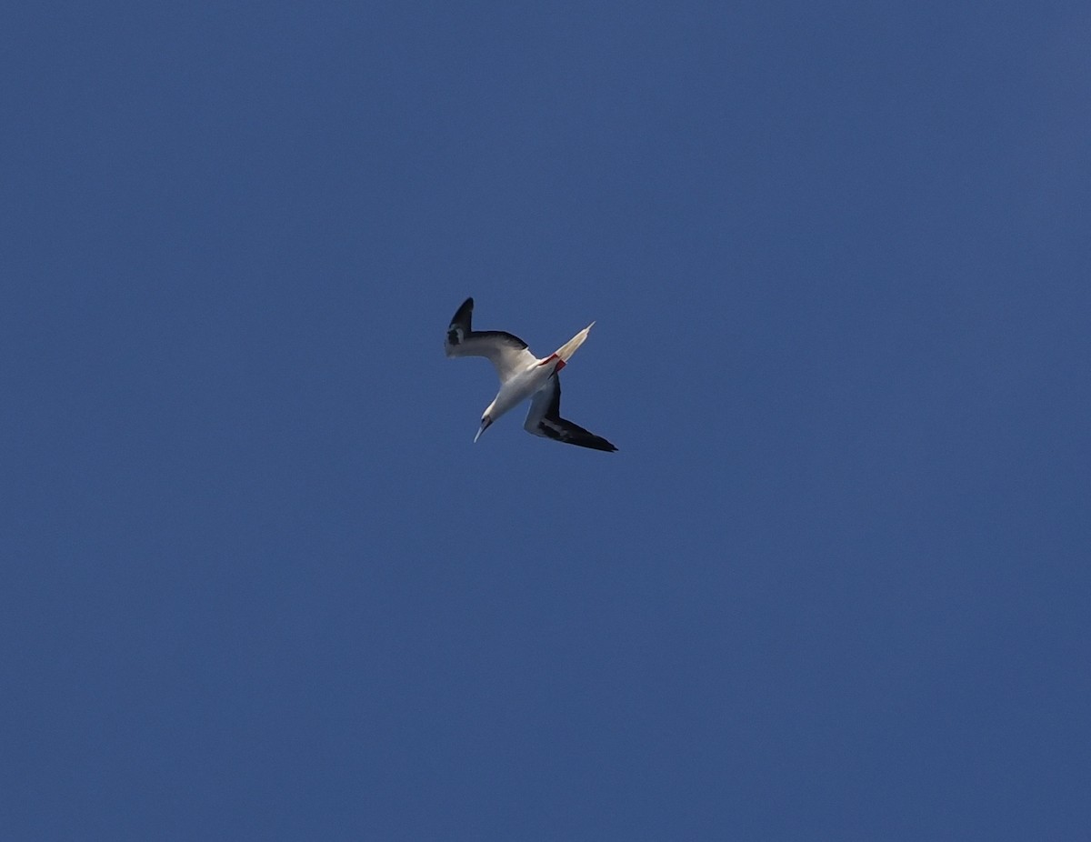 Red-footed Booby - Tonja Wight