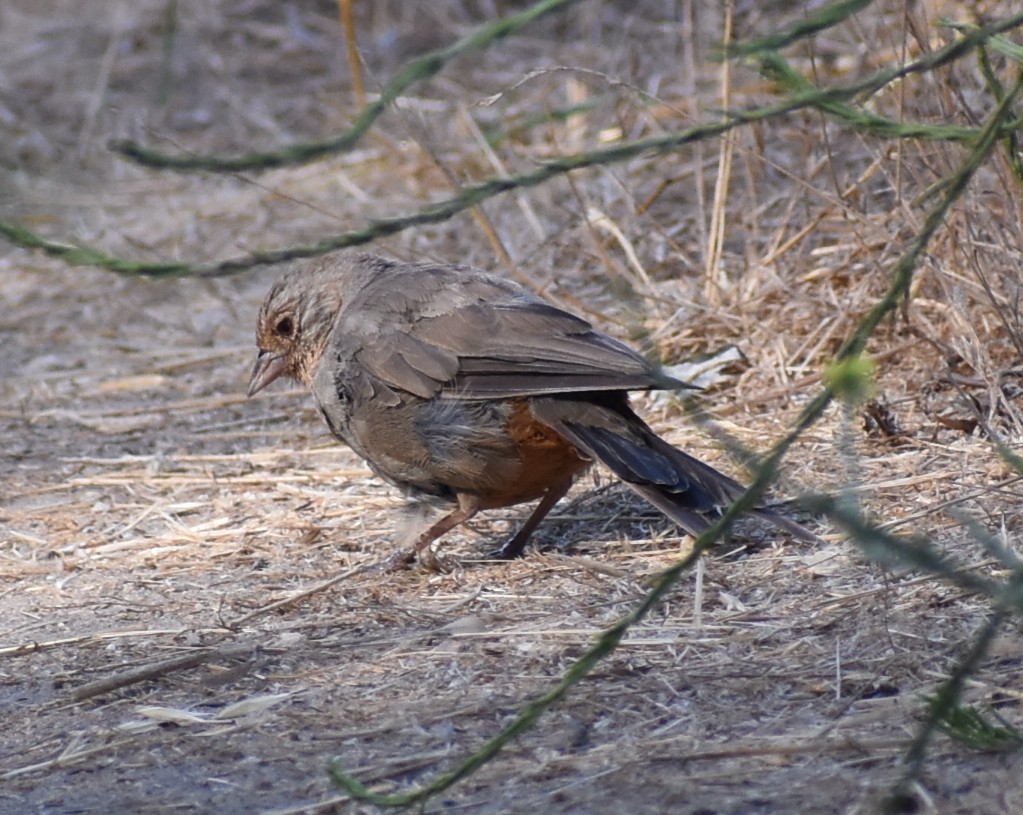 California Towhee - ML622856137