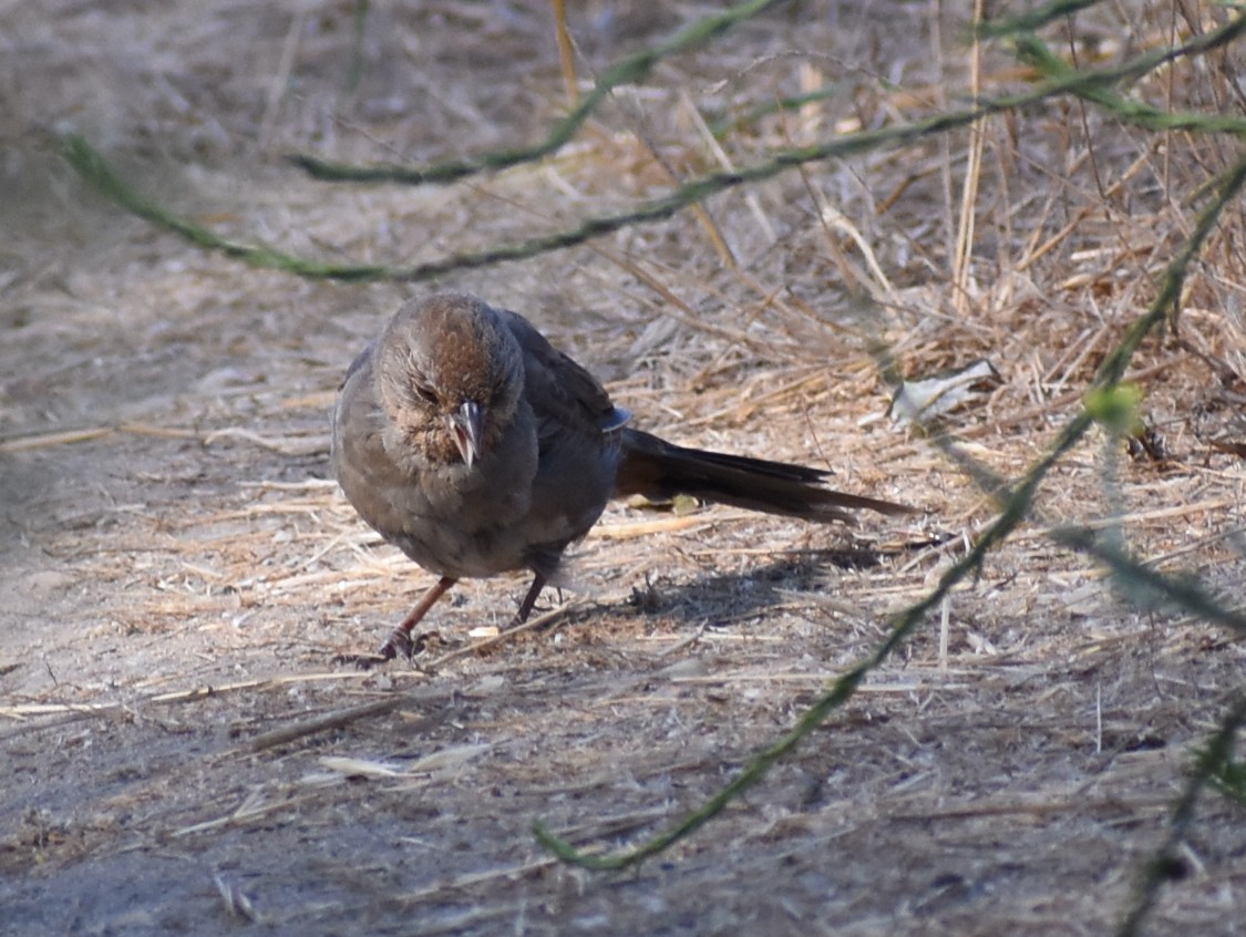 California Towhee - ML622856139