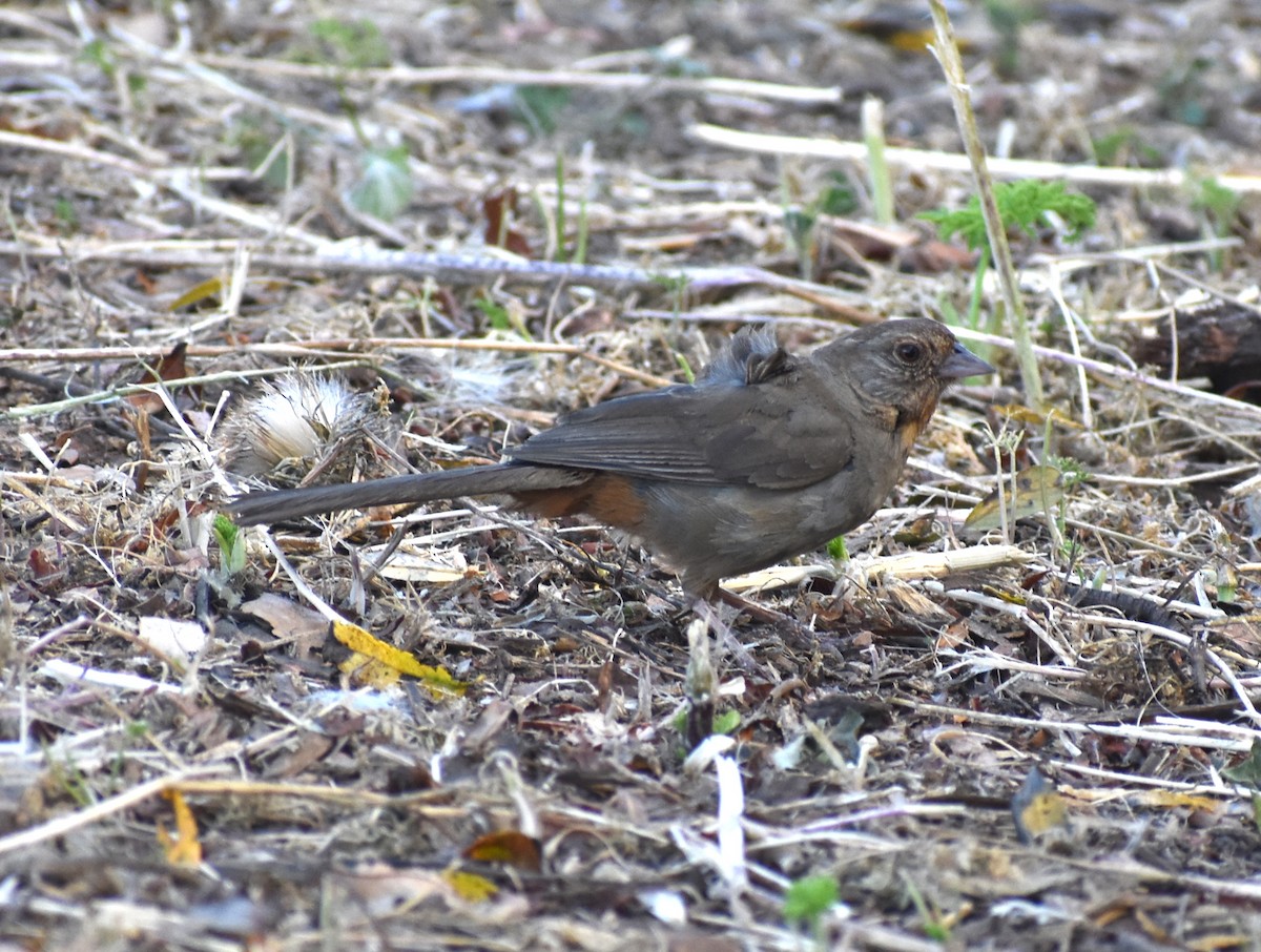 California Towhee - M. Rogers