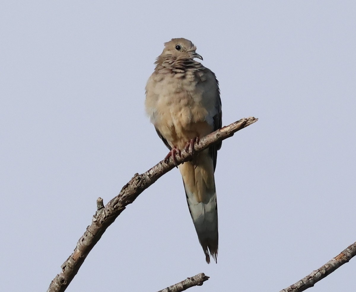 Mourning Dove - Sally Veach