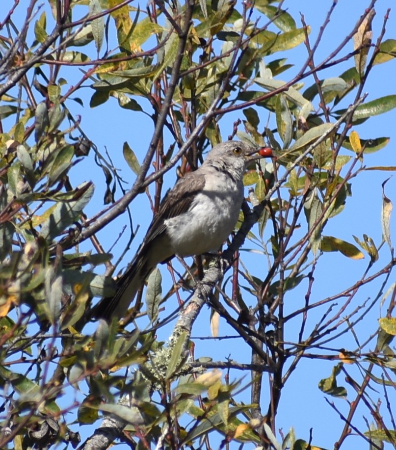 Northern Mockingbird - M. Rogers