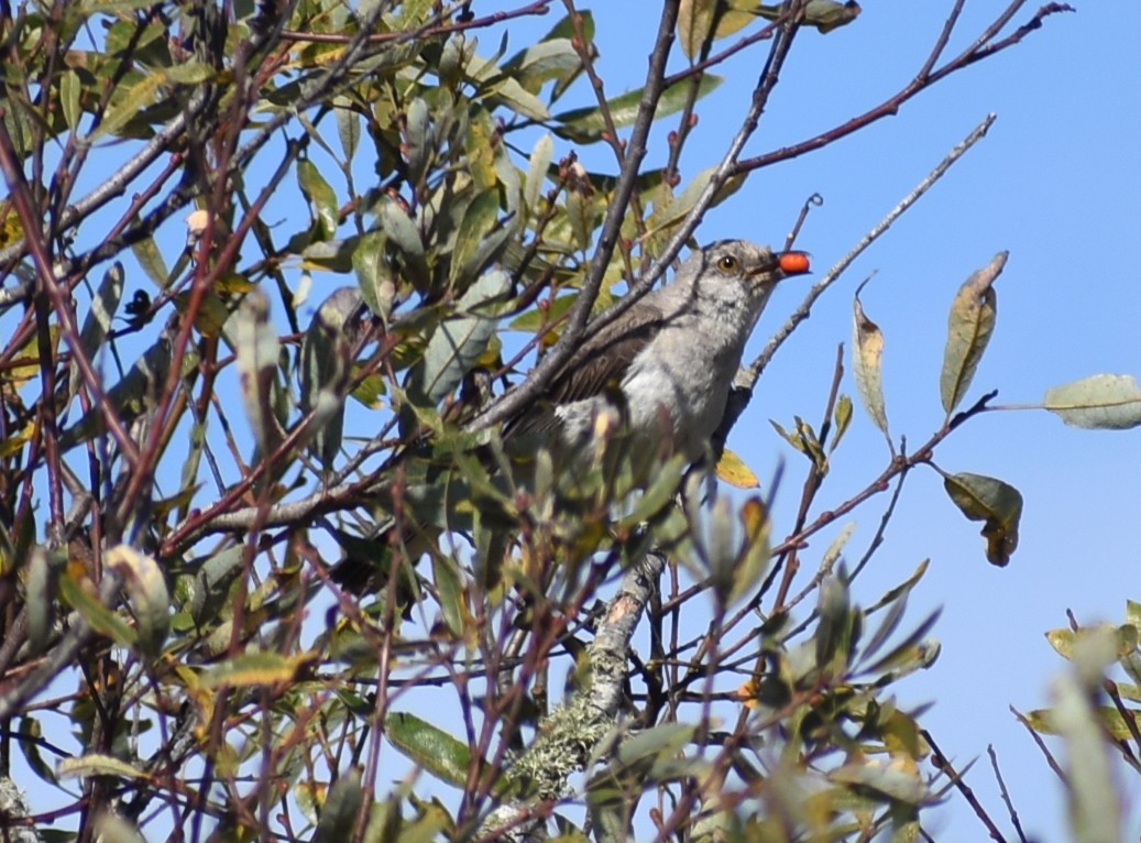 חקיינית צפונית - ML622856211