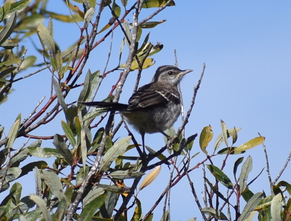 Northern Mockingbird - M. Rogers