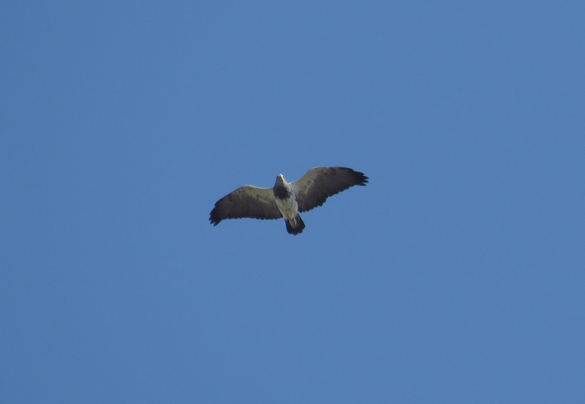 Black-chested Buzzard-Eagle - ML622856343