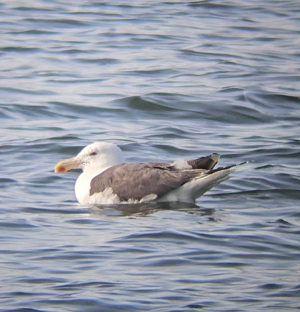 Great Black-backed Gull - ML622856366