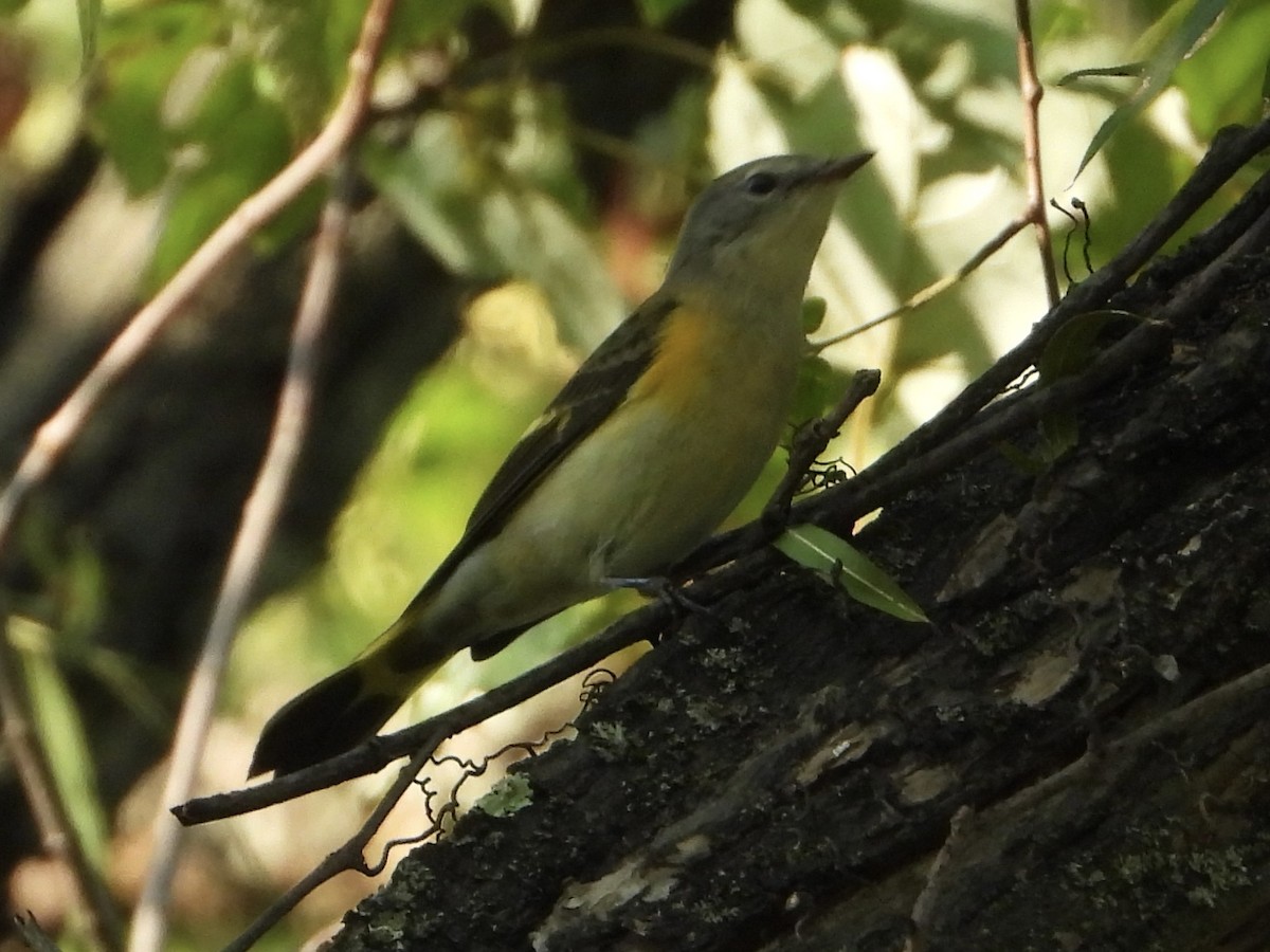 American Redstart - Melanie Kass