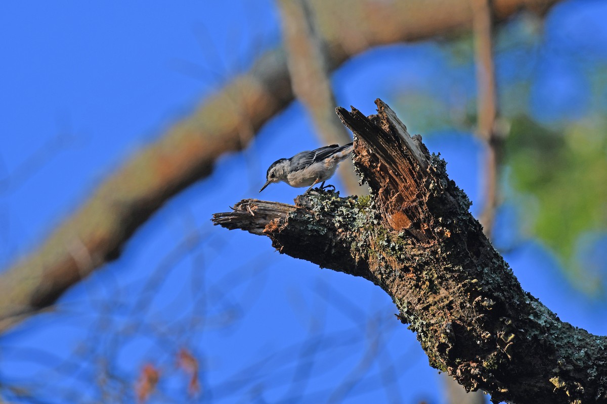 White-breasted Nuthatch - Robin Nation