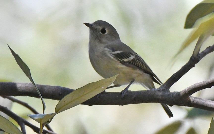 Hutton's Vireo - Denny Granstrand