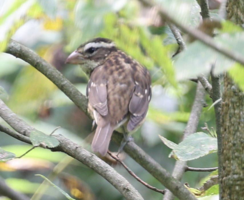 Rose-breasted Grosbeak - David Cunningham