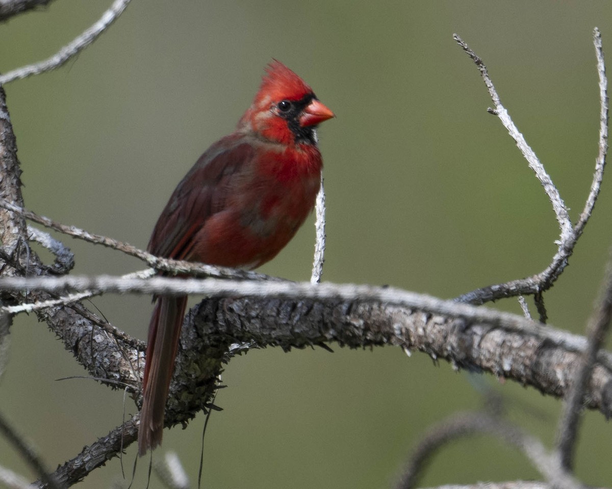 Northern Cardinal - ML622856518