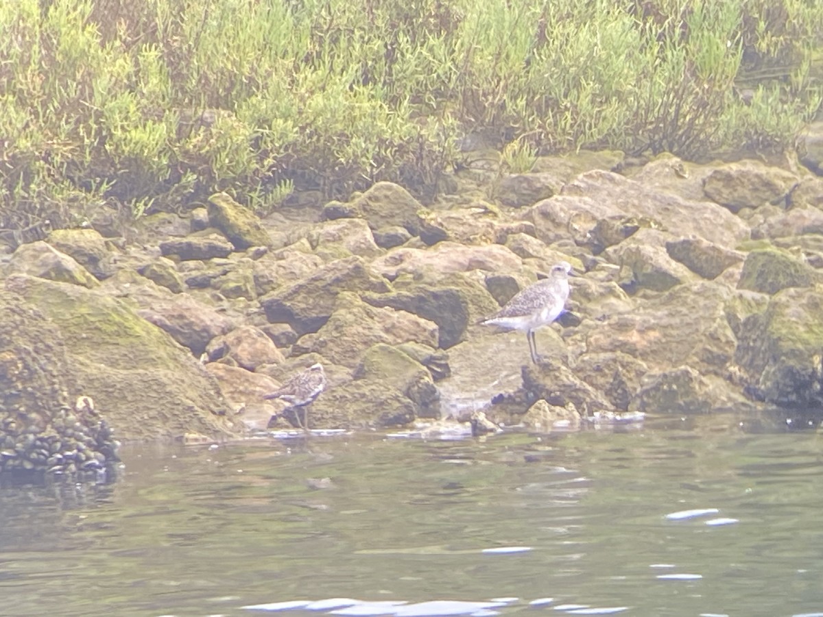 Pacific Golden-Plover - ML622856577