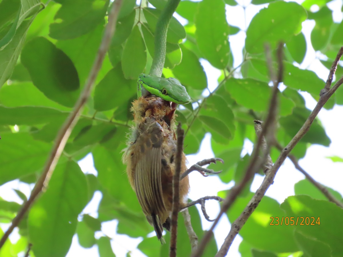 ML622856579 - Chestnut Piculet - Macaulay Library