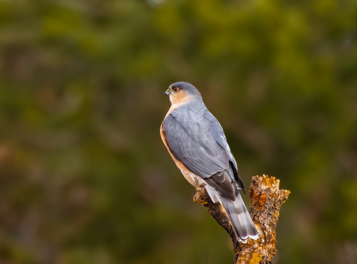 Sharp-shinned Hawk - ML622856592