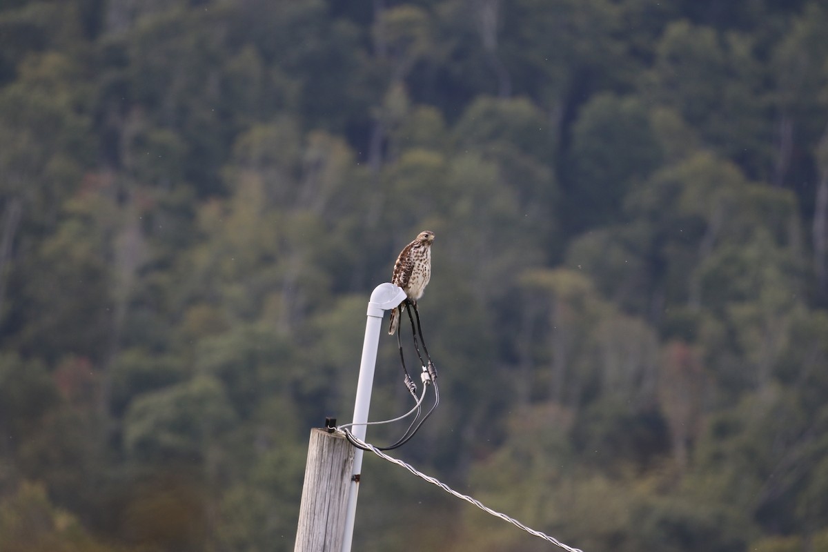 Cooper's Hawk - ML622856619