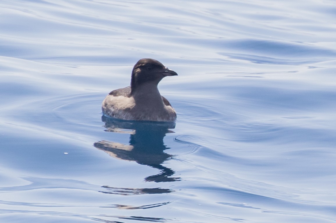 Rhinoceros Auklet - ML622856644